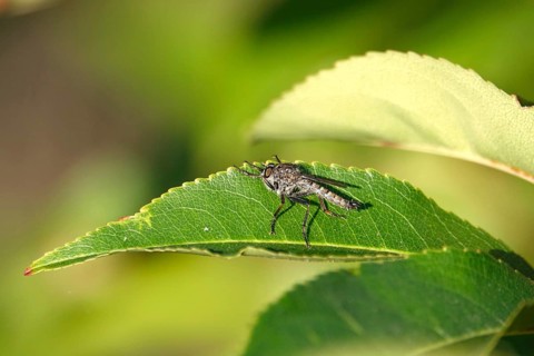 Robber fly on a leaf, summer, Germany
