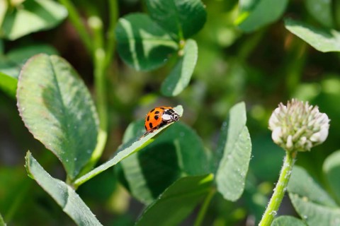 Asian lady beetle (Harmonia axyridis), multicoloured or harlequin ladybird on leaf, North
