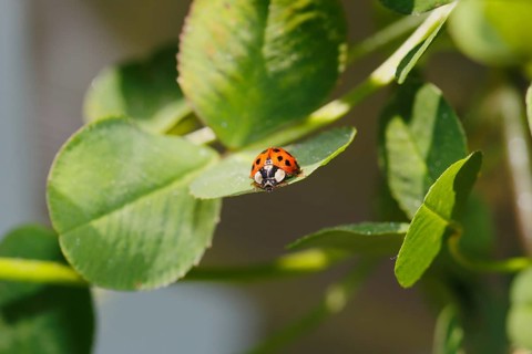 Asian lady beetle (Harmonia axyridis), multicoloured or harlequin ladybird on leaf, North