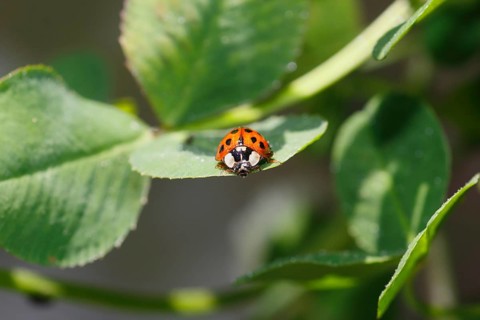 Asian lady beetle (Harmonia axyridis), multicoloured or harlequin ladybird on leaf, North