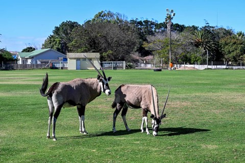 Oryx antelopes or gemsboks (Oryx gazella) on the sports field of Oranjemund, Diamond Sperrgebiet,