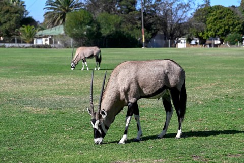 Oryx antelopes or gemsboks (Oryx gazella) on the sports field of Oranjemund, Diamond Sperrgebiet,