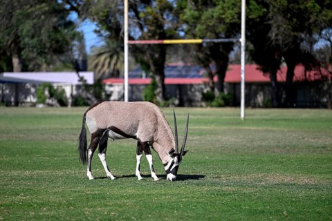 Oryx antelope or gemsbok (Oryx gazella) on the sports field of Oranjemund, Diamond Sperrgebiet,