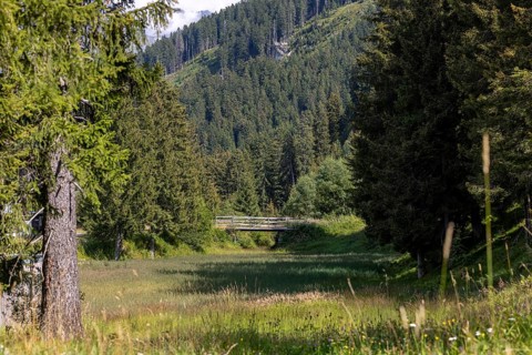Wetland and wooden bridge, Campra, Blenio, Ticino, Switzerland