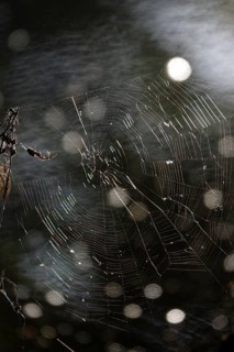 Spider and its web, bokeh, summer, Germany
