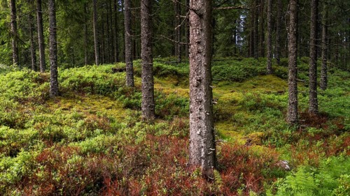 Forest floor overgrown with blueberry bushes, ferns and moss, tree trunks, coniferous forest, near