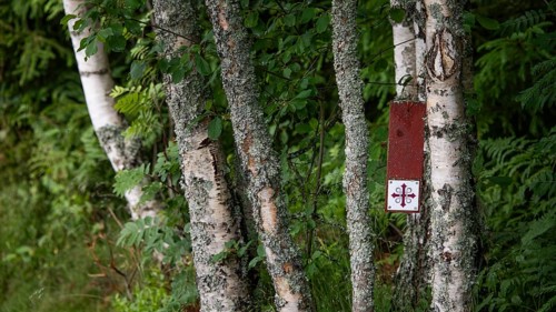 Wooden plaque, waymarker Olav's Cross for pilgrims, birch trees, near Eidsvoll, Norway