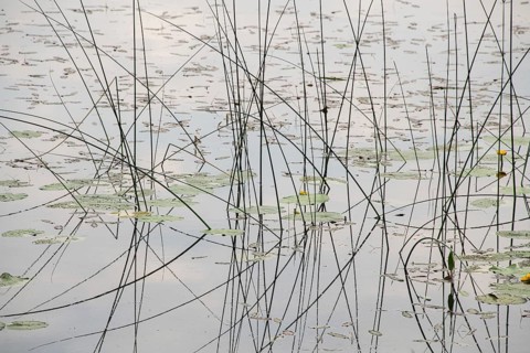 Tall grasses and water lily pads protrude from the calm waters of a pond, Jessheim, UIllensaker,