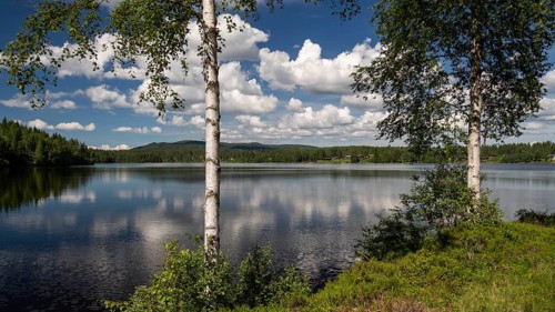 View over a lake through birch trunks, sunny day, blue sky with clouds, near Eidsvoll, Norway