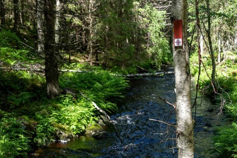 Wooden plaque, Olav's Cross trail marker for pilgrims, stream, coniferous forest, near Eidsvoll,