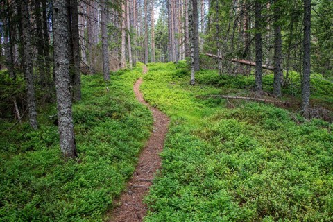 Narrow path winds through a dense, green coniferous forest, ground covered with blueberry bushes,
