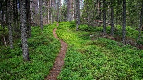 Narrow path winds through a dense, green coniferous forest, ground covered with blueberry bushes,