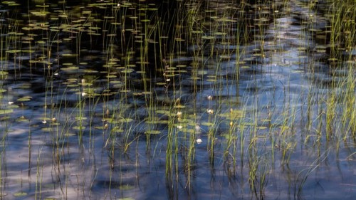 Calm pond reminiscent of Claude Monet with water lily leaves and reeds, long exposure, Norway