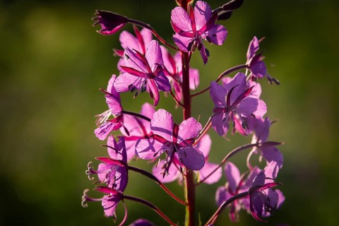 A close-up of a willowherb in bloom with pink flowers, Norway
