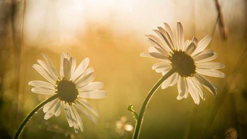 Two meadow daisies (Leucanthemum vulgare) in bloom in a meadow, golden evening light, backlight,