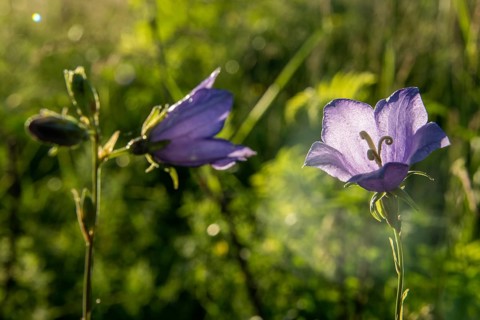 Peach-leaved bellflowers (Campanula persicifolia) with purple flowers in a green meadow, backlight,
