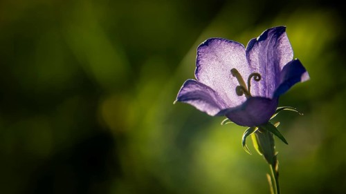 Peach-leaved bellflower (Campanula persicifolia) with purple flower in a green meadow, backlight,