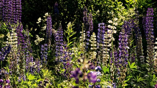 Purple and white flowering lupine blossoms (Lupinus), Norway