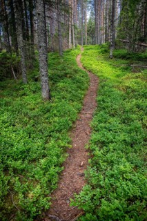 Narrow path winds through a dense, green coniferous forest, ground covered with blueberry bushes,