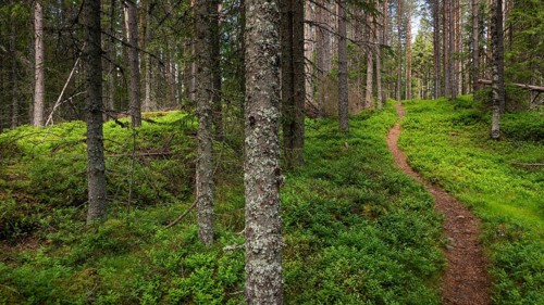 Narrow path winds through a dense, green coniferous forest, ground covered with blueberry bushes,