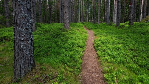 Narrow path winds through a dense, green coniferous forest, ground covered with blueberry bushes,