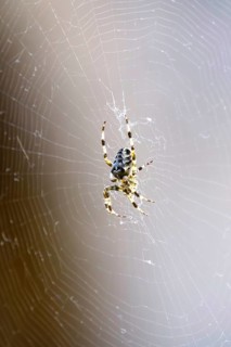 Cross spider in its web, summer, Germany