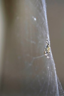 Cross spider in its web, summer, Germany