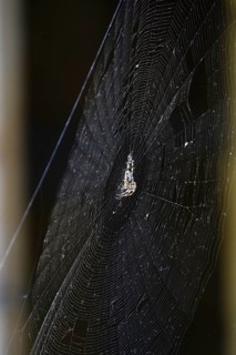 Cross spider in its web, summer, Germany