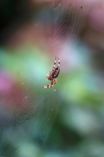 Cross spider in its web, summer, Germany