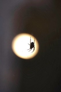 Cross spider in its web, summer, Germany