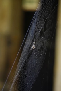 Cross spider in its web, summer, Germany