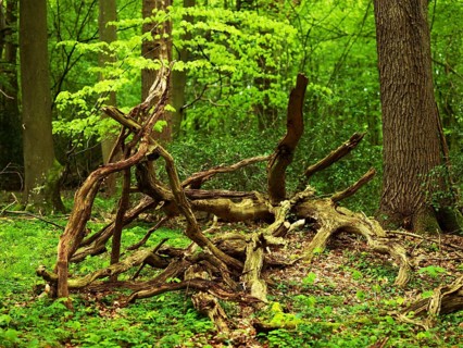 Deadwood, network of branches, Neuenburger Urwald, landscape conservation area, Lower Saxony,