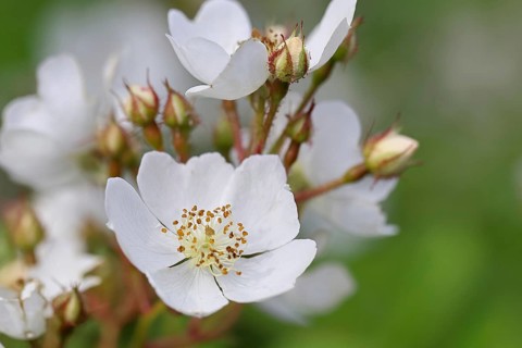 Bibernell rose (Rosa spinosissima L., syn.: Rosa pimpinellifolia L.), also called dune rose, earth