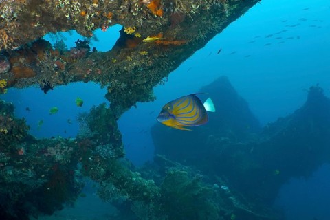Colourful fish swim through overgrown wreckage under water. Dive site USAT Liberty, Tulamben, Bali,