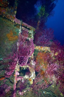 Purple and orange corals around a ladder of a shipwreck in a colourful underwater landscape. Dive