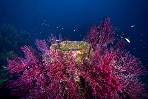 Dense coral growth on an underwater wreck in deep blue. Dive site wreck le Donator, Giens