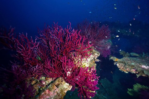 Animated underwater world with purple-coloured corals on a shipwreck and fish swimming around. Dive