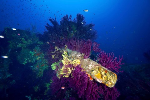 Living soft corals on a tube of a shipwreck. Shades of blue and purple in the colourful underwater