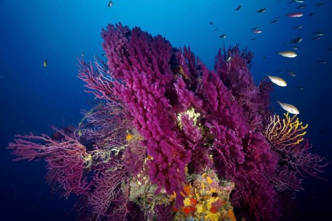 A magnificent coral formation with fish in a bright blue underwater world. Dive site Wreck le