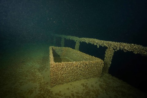 Rectangular structure of a shipwreck covered with quagga triangular mussels (Dreissena rostriformis