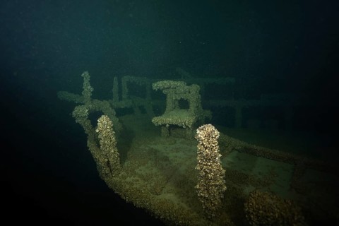 A shipwreck covered with Quagga triangle mussels (Dreissena rostriformis bugensis), invasive