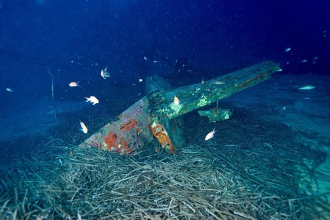 Weathered wreck of an aeroplane embedded in seagrass on the seabed with fish swimming past. Dive