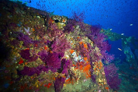 Colourful shipwreck with purple corals and fish, surrounded by blue water. Dive site wreck le