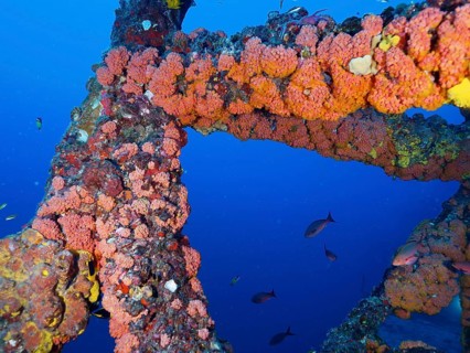 Colourfully overgrown metal structure of a shipwreck under water with fish swimming past. Dive site