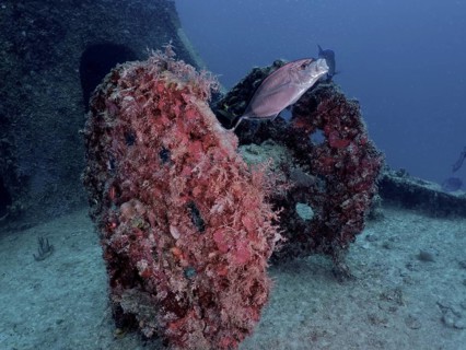 Coral-covered wheel of a winch of a wreck with fish under water. Dive site wreck of the USS Spiegel