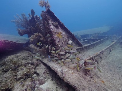 Fish swim around a shipwreck with corals in the sea. Dive site John Pennekamp Coral Reef State