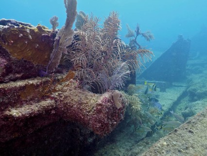 Corals and fish on a shipwreck under water. Dive site John Pennekamp Coral Reef State Park, Key