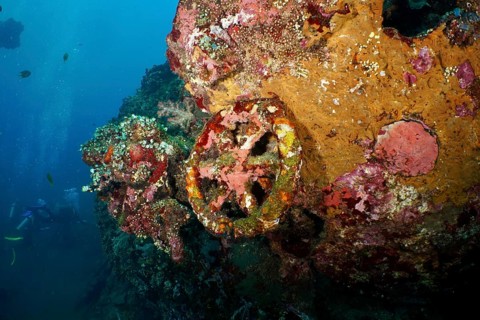Coral-covered wheel and wreckage under water. Dive site USAT Liberty, Tulamben, Bali, Indonesia