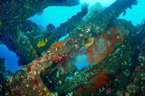 Colourful wreck with fish and corals under the sea surface. Dive site USAT Liberty, Tulamben, Bali,