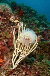 Translucent Sea squirt (Clavelina Dellavallei) in front of a rock in the sea. Dive site Marine